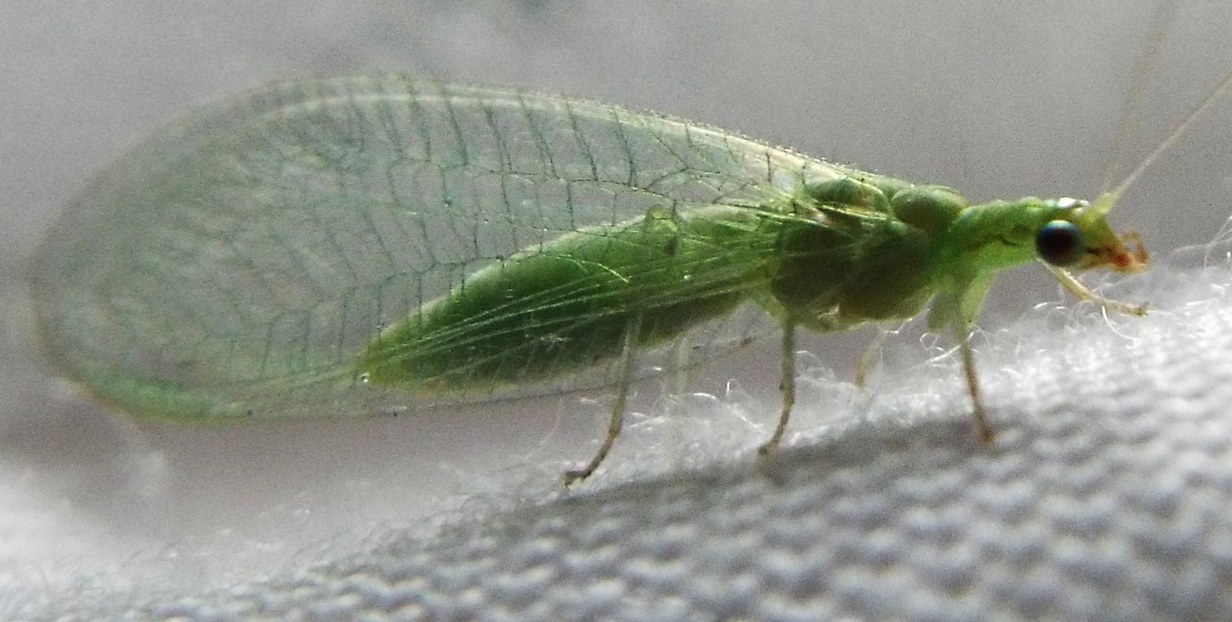 Chrysoperla sp.